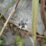 Nigella nigellastrum 花