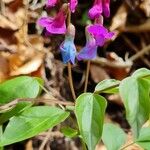 Lathyrus vernusFlor