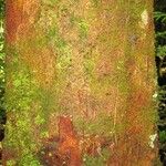 Matayba stenodictya Corteza