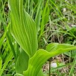 Cypripedium calceolus Fuelha