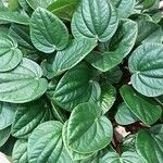 Peperomia albovittata Ліст