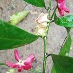 Heisteria parvifolia Цвят