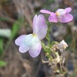 Linaria maroccana Цветок