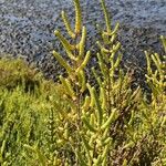 Arthrocnemum macrostachyum Likasa