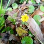 Sibthorpia peregrina Flower