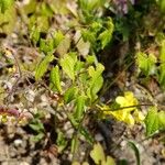 Epimedium alpinum 葉
