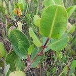 Laguncularia racemosa Folla