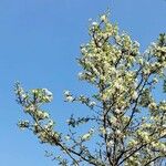 Pyrus calleryana Характер