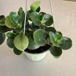 Peperomia magnoliifoliaBlatt