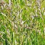 Avenula pubescens Fula