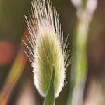 Lagurus ovatus Fleur