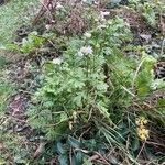 Tanacetum parthenium Habitus