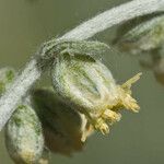 Artemisia douglasiana Blüte