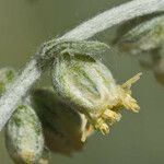 Artemisia douglasiana Bloem