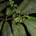 Ocotea atirrensis Hoja