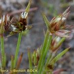 Juncus capitatus Плід