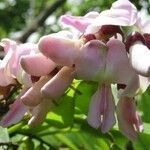 Gliricidia sepium Flower