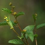 Waltheria indica अन्य