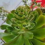 Aeonium arboreum Lapas