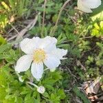 Anemone sylvestrisFlor