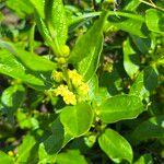 Fadogia triphylla Hoja