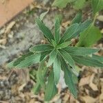 Erigeron sumatrensis Leaf