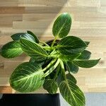 Peperomia maculosa Blad