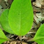 Cynoglossum virginianum Hostoa