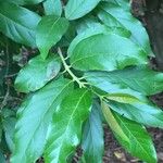 Combretum kraussii Leaf