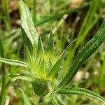 Knautia integrifolia Fleur