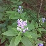 Scutellaria incana Blüte