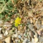 Pulicaria arabica Flower