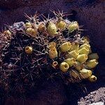 Cumulopuntia boliviana Gyümölcs