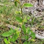 Desmodium tortuosum Yaprak