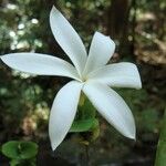 Atractocarpus baladicus Flower