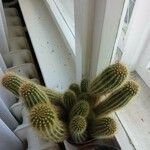 Echinopsis huascha Hoja