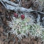 Echinocereus triglochidiatus Blomma