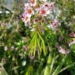 Chamelaucium uncinatum Folha