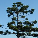 Araucaria cunninghamii Hábitos