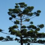 Araucaria cunninghamii Vivejo