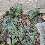 Geum macrophyllum List