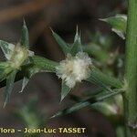 Salsola australis Fruchs