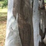 Corymbia citriodora Bark