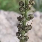 Lysimachia ephemerum Плод