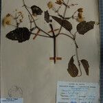 Clematis buchananiana Otro