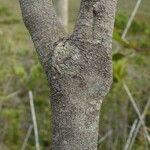 Platyspermation crassifolium 樹皮