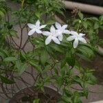 Jasminum officinaleКветка