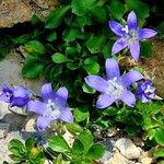 Campanula cenisia