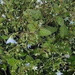 Borago pygmaea Habitus