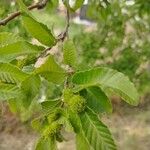 Nothofagus alpina ഫലം